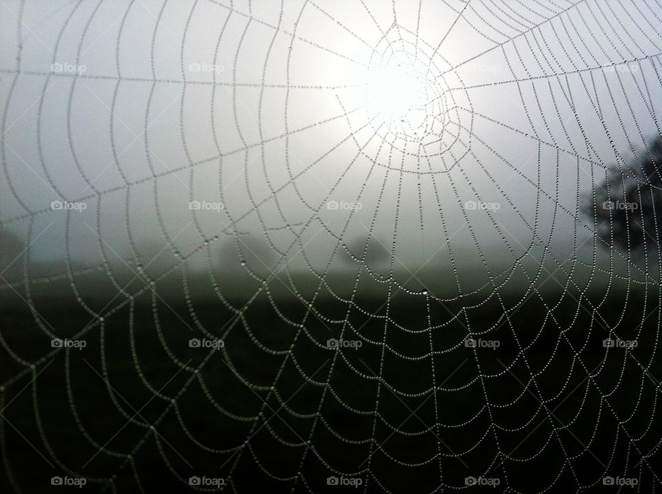 Web