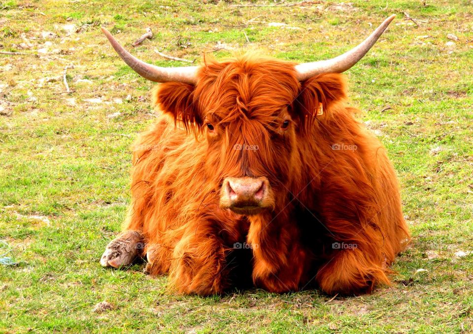 Highland cow