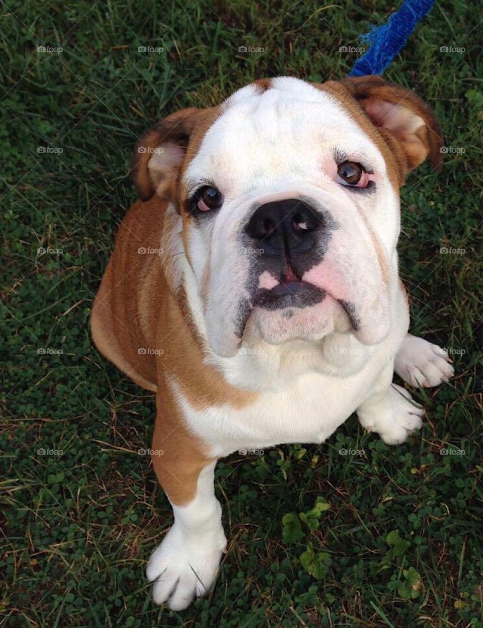 English bulldog puppy 