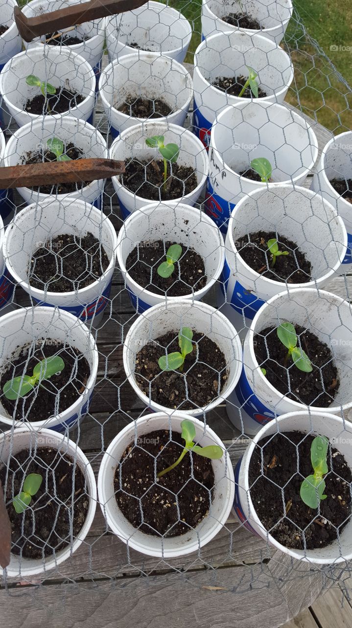 Sunflowers coming to life !!