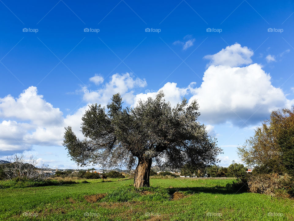Olive tree in Greece