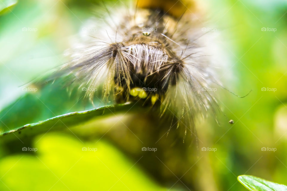 caterpillar