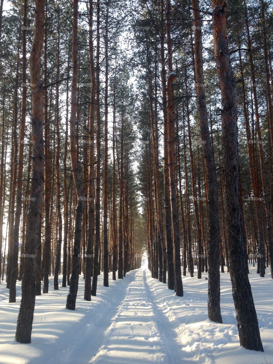 A road in the forest in winter