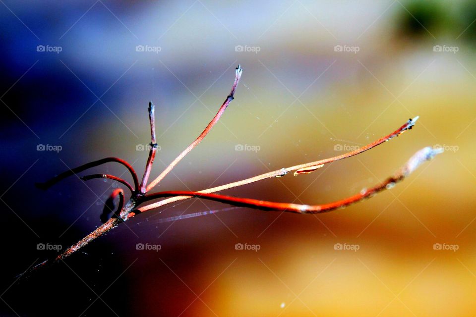 branches, like fingers in a hand, reaching out.