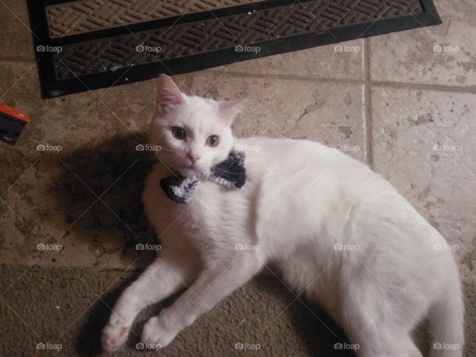 Korin, in his black and white bowtie