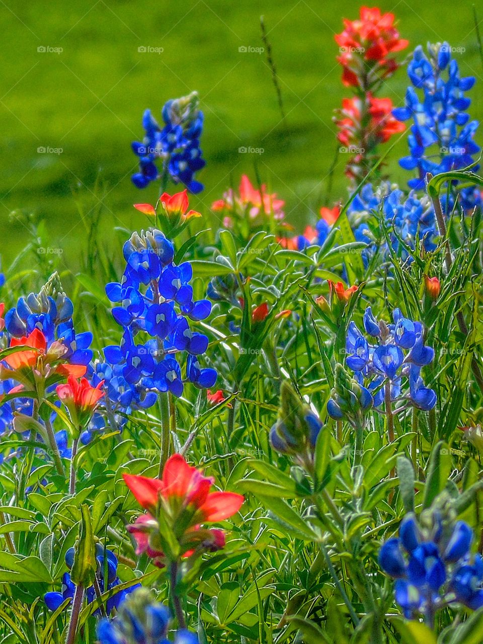 Blueblonnets and Indian paintbrush 
