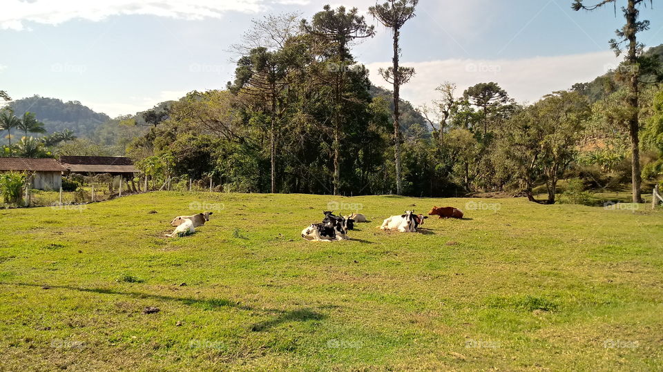 HAKU, COW, CALF, KATTI, FOCK, MAHA, LUONTO, YMPÄRISTÖ.