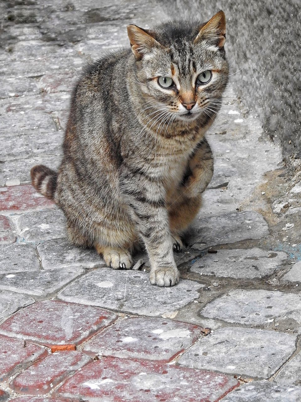 Focused kitten