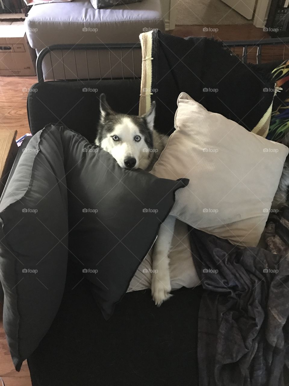Orion's Paw-made Pillow Fort