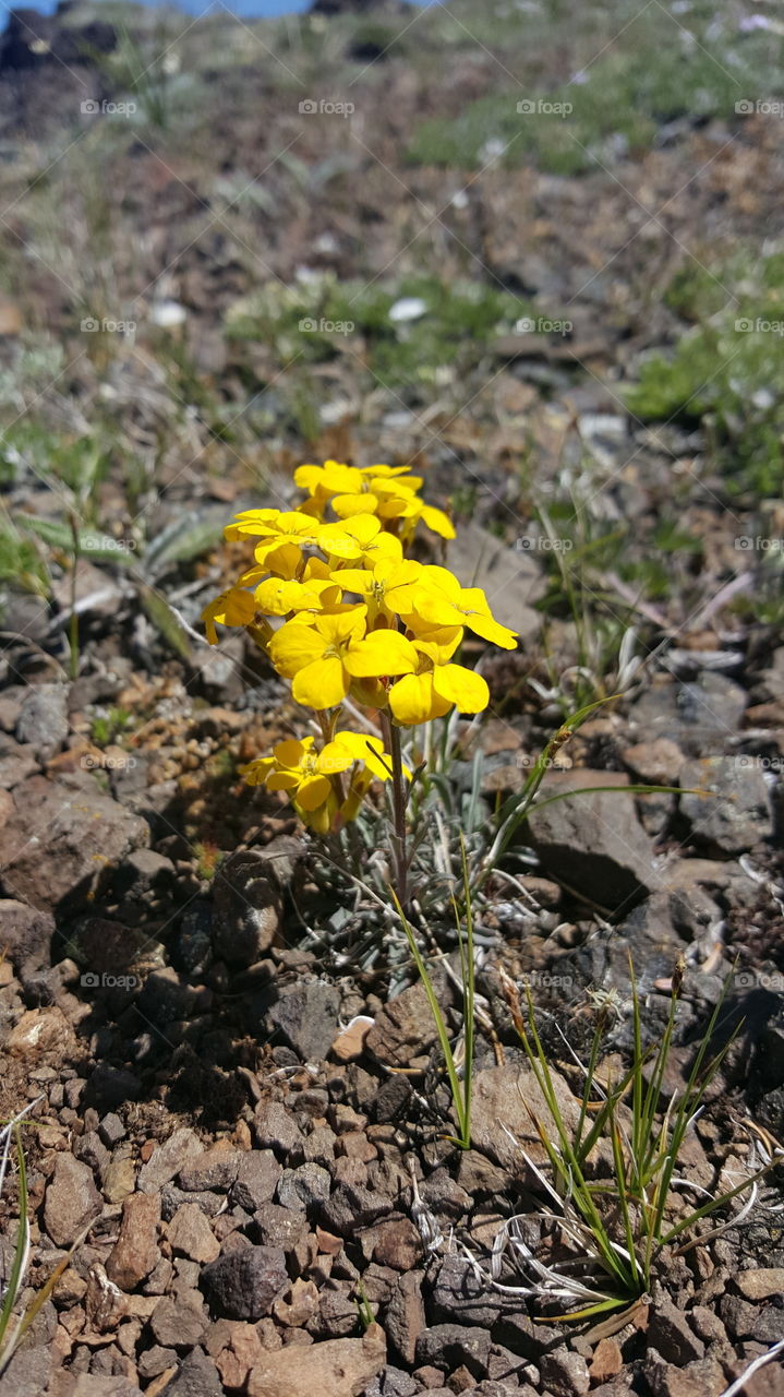 Yellow flowers in the trail