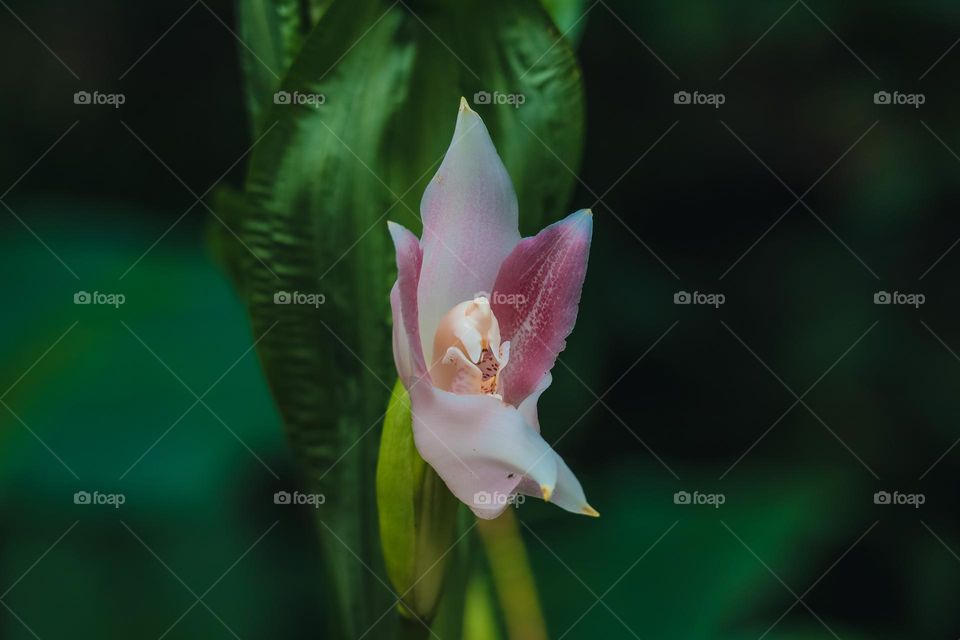 Orchid flower