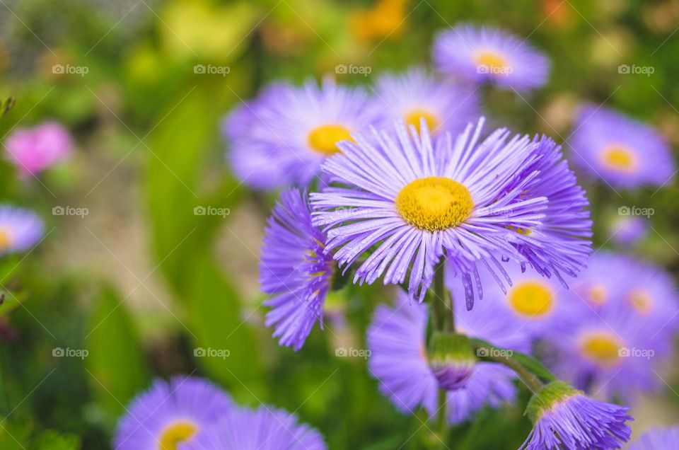 Purple daisies