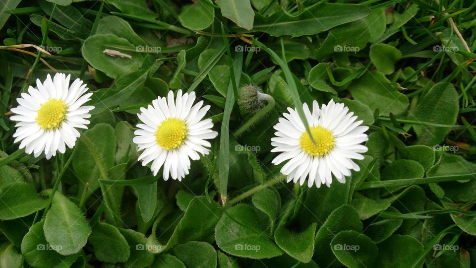 Small daisies
