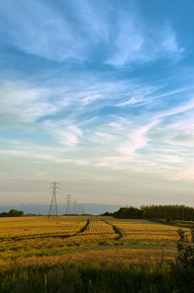 Through The Field