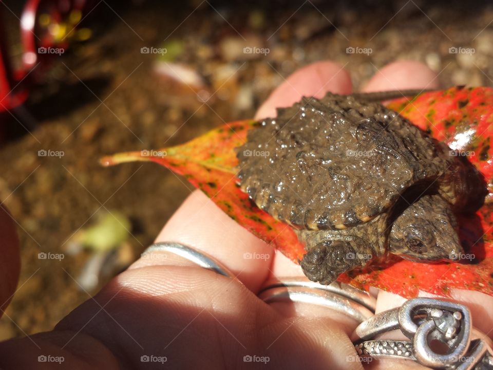 Baby Snapping Turtle