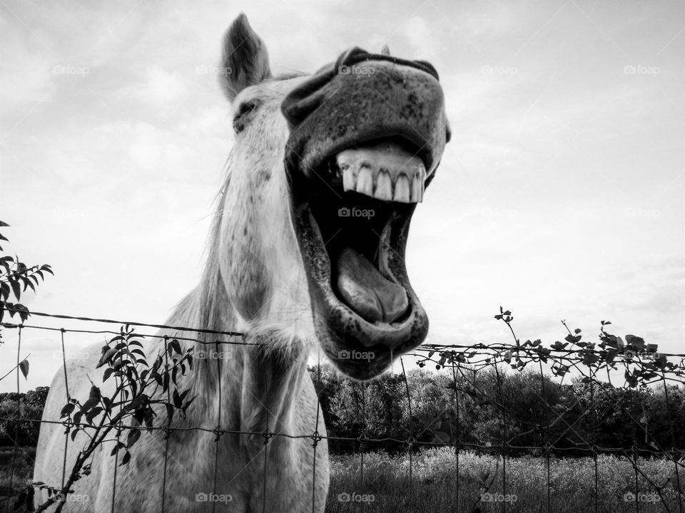 Horse in a pasture looking over a fence laughing  in black & white