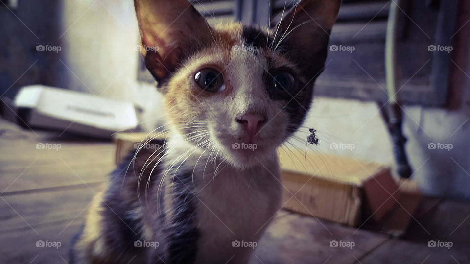 The cute little spotted camera lover kitten