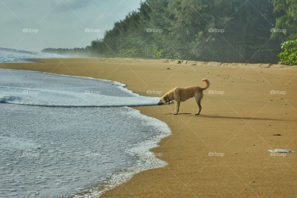 curious dog looking at beach