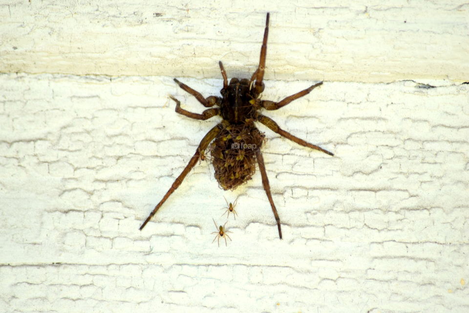 Momma Spider Covered in Babies