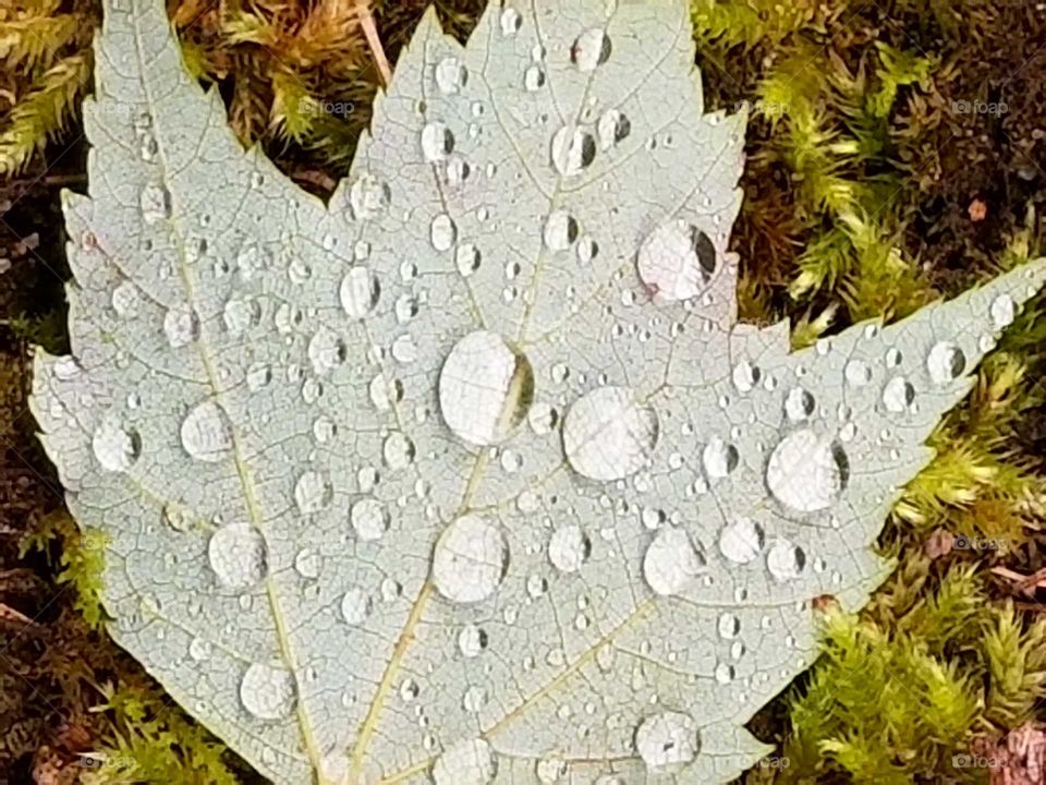 Leaf in the rain 2