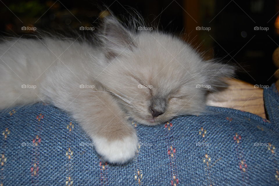 Ragdoll kitten sleeping