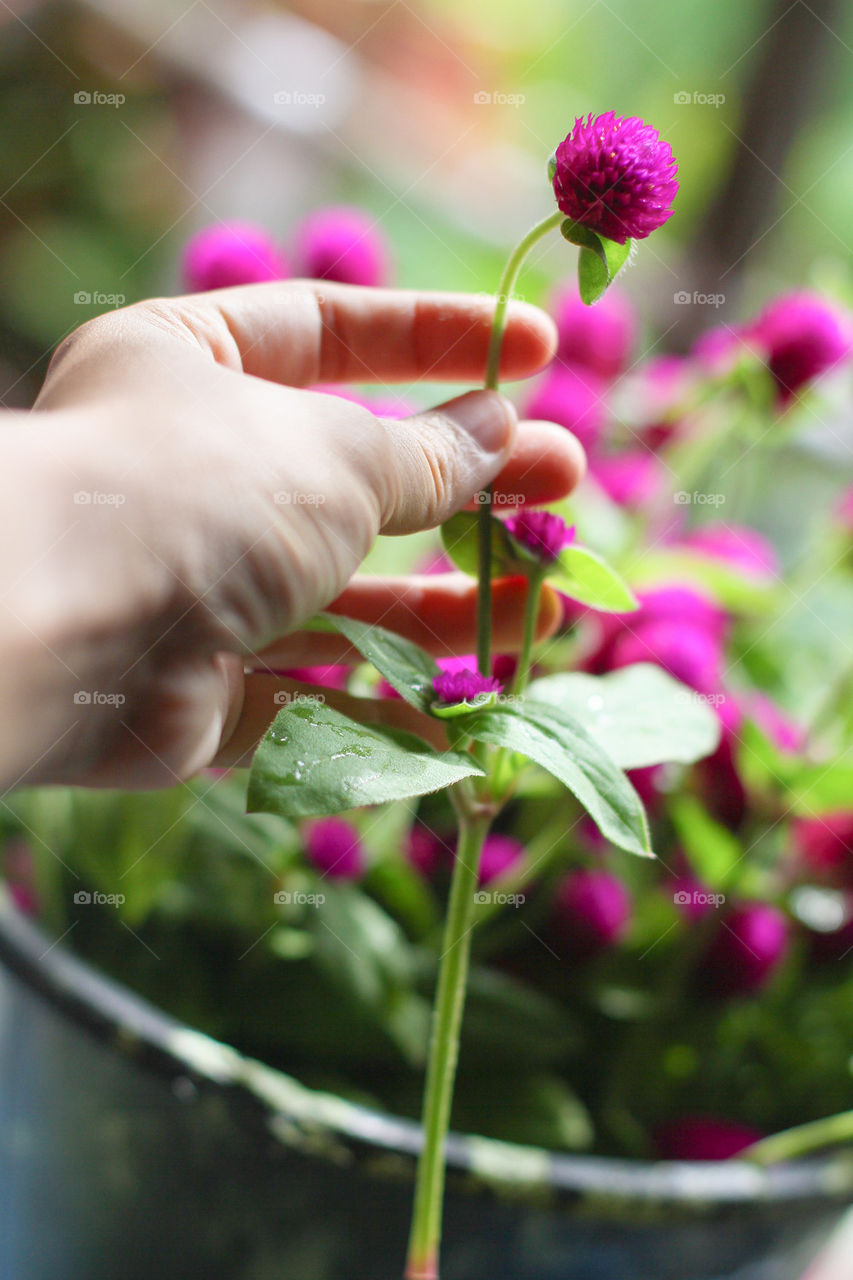 globe amaranth