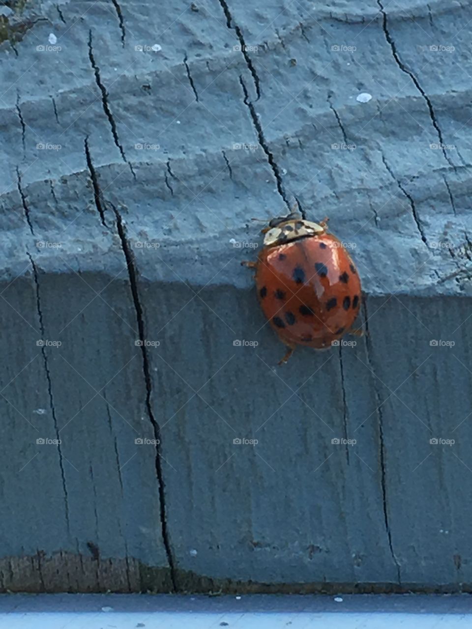 Ladybug 