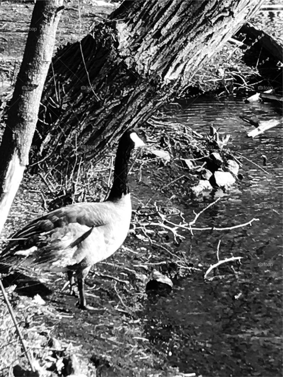 Monochrome Goose