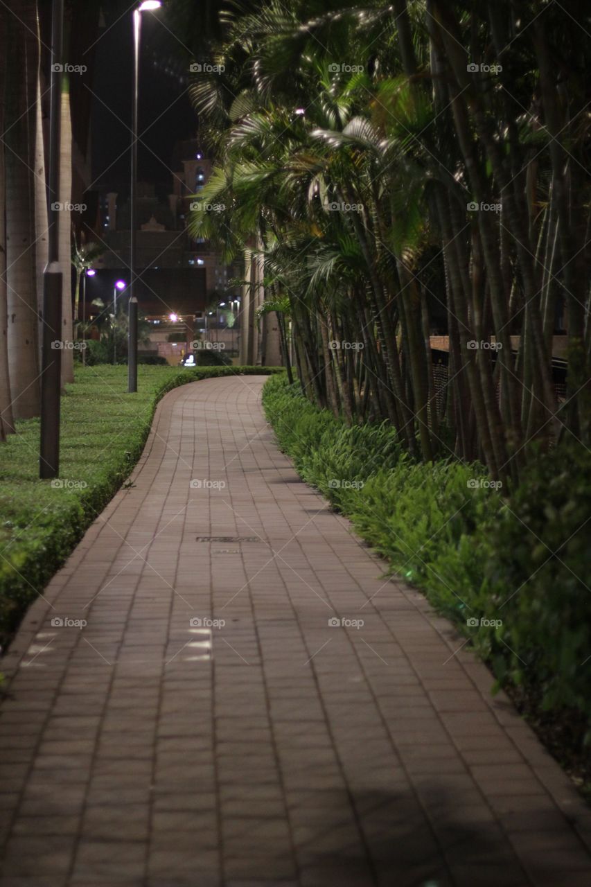 a night avenue under palm trees, a romantic place
