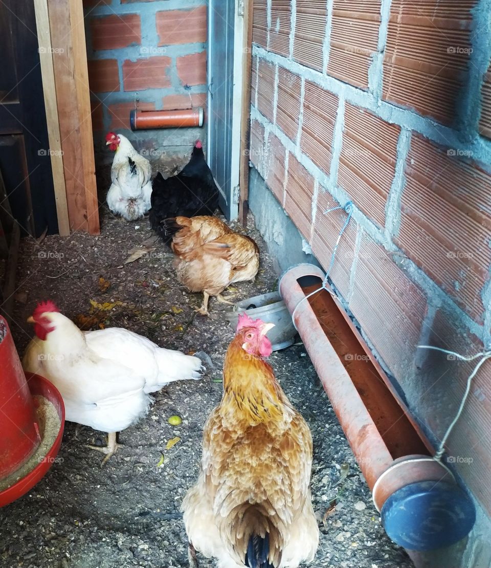 Gallinas en el campo.