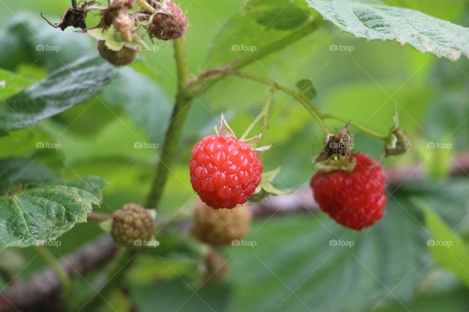 Fresh raspberries