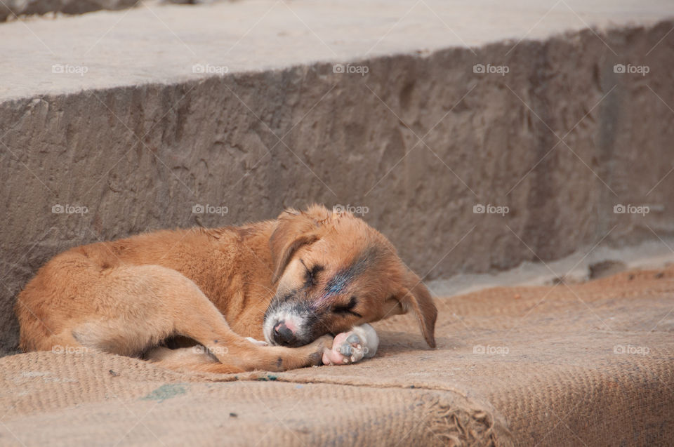 Puppy stray dog on the stairs of the ghats in Varanasi, India