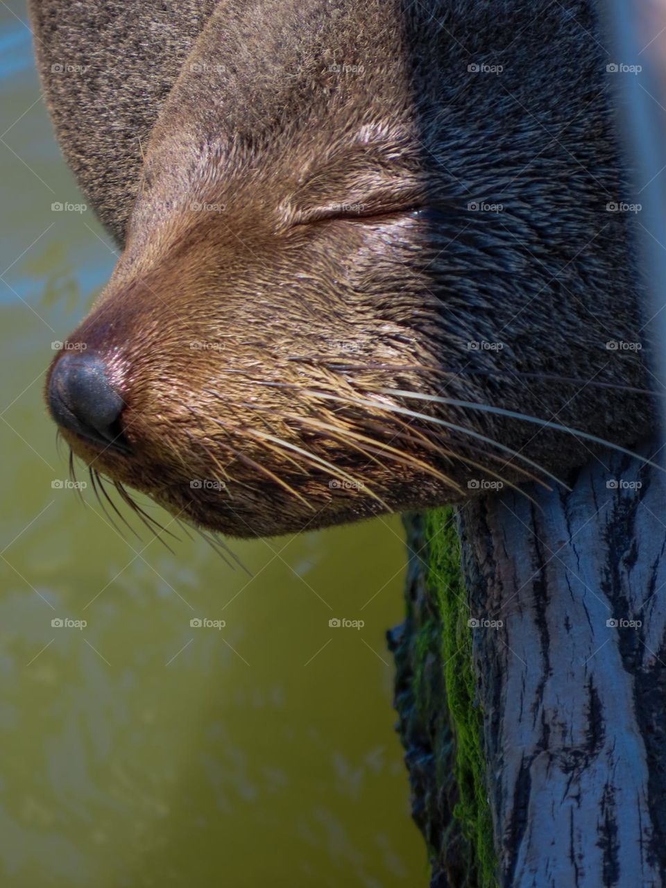 Seal closeup