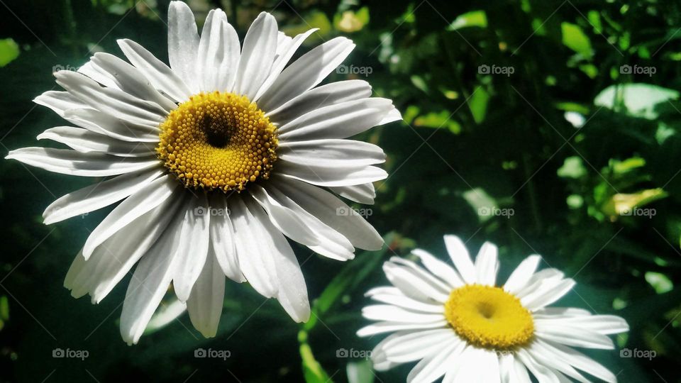 Daisies