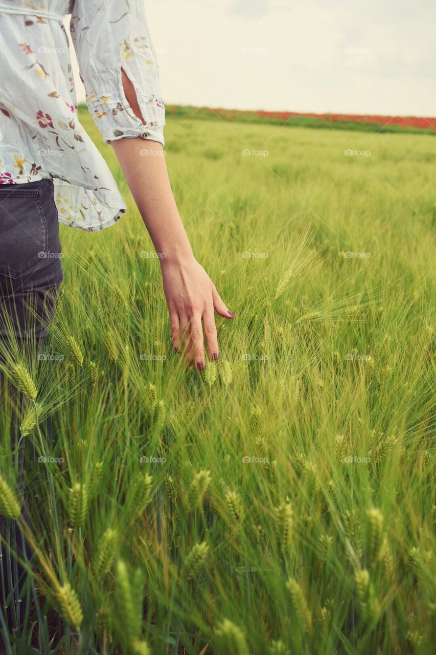 Female hand in the wheat