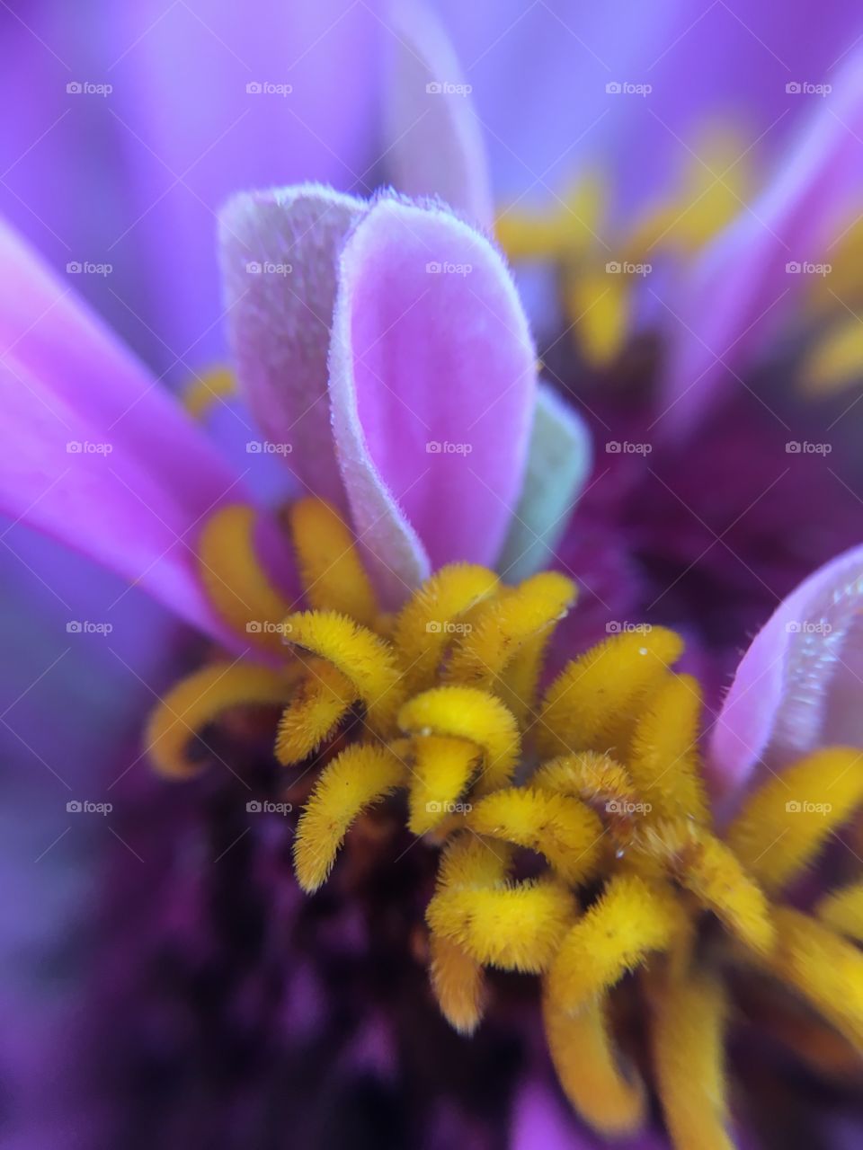 Purple zinnia