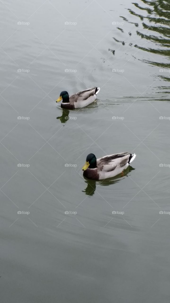 Duck floating on water