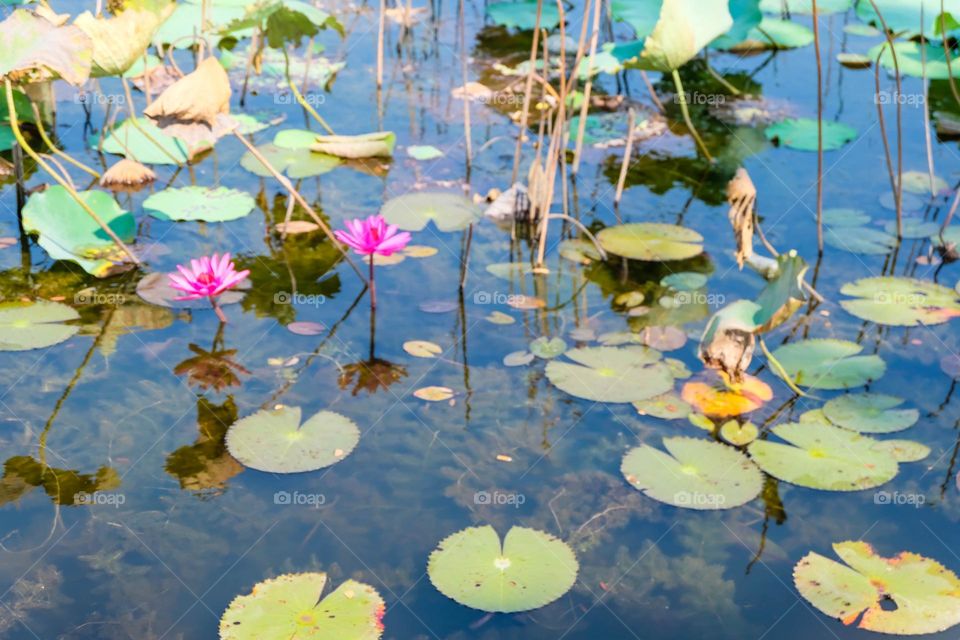 water lily and lotus pond