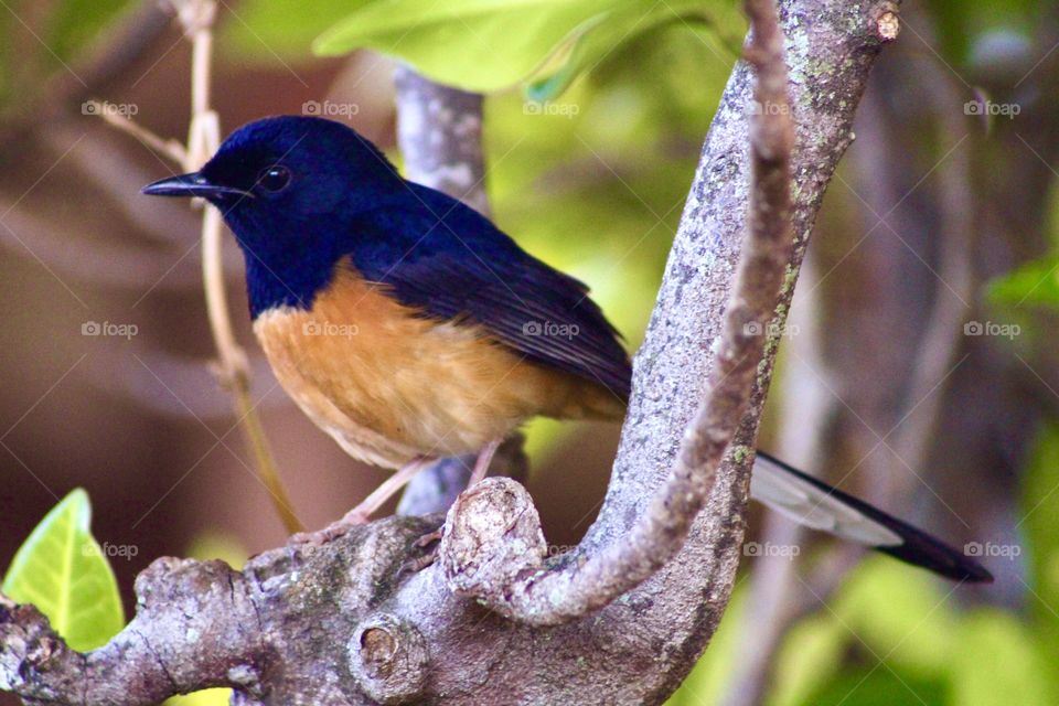 White-rumped shama