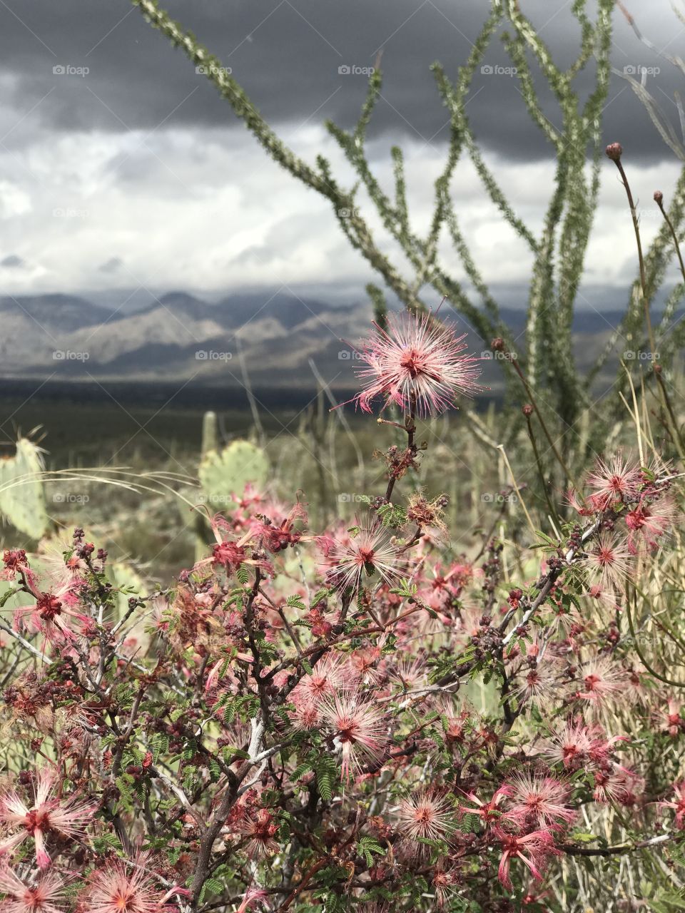 Desert Landscape - Flowers 