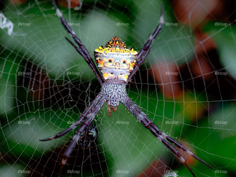 A spider and its web