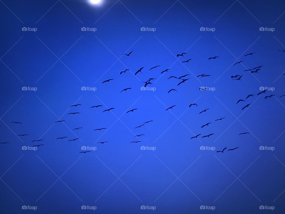 Birds during sunset time 