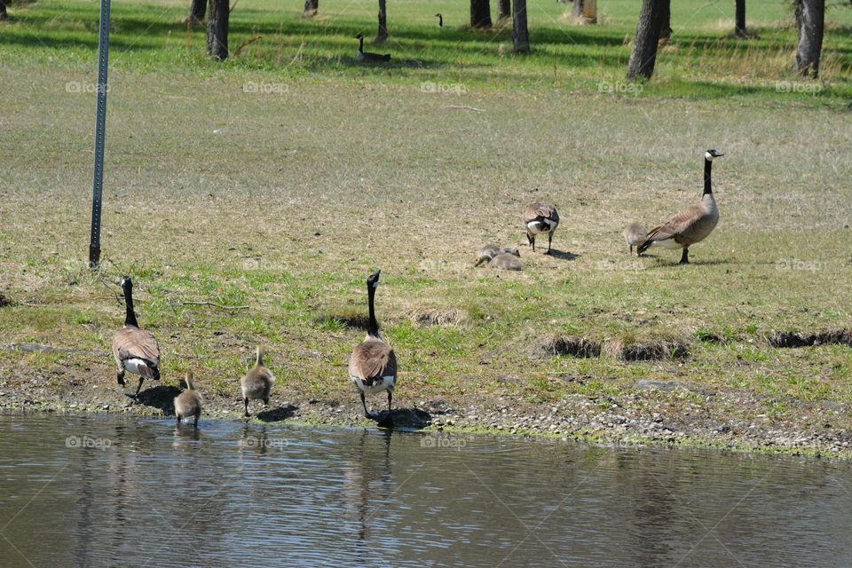 goose family