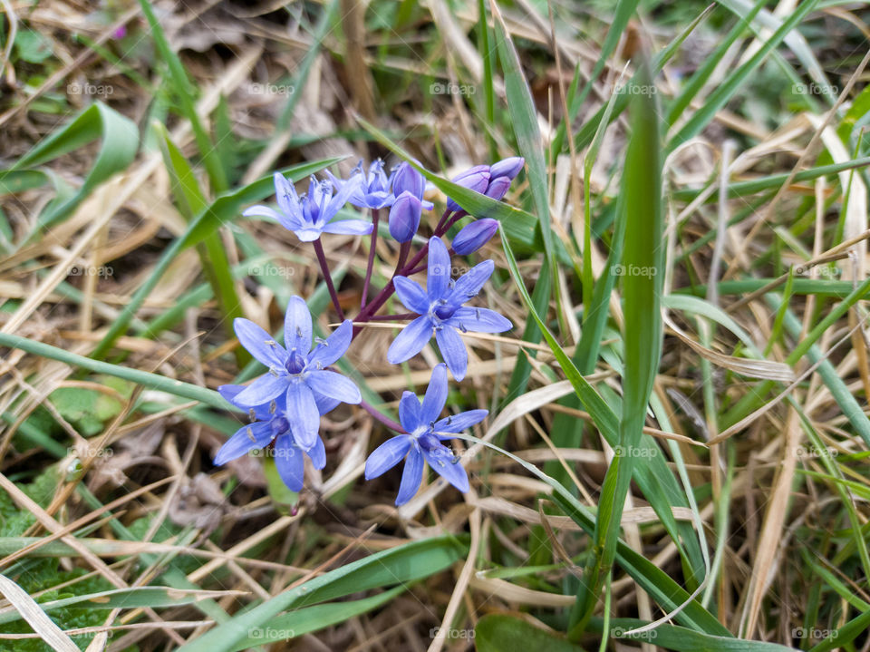 Soft blue spring forest flowers. Two-leaf proleska.