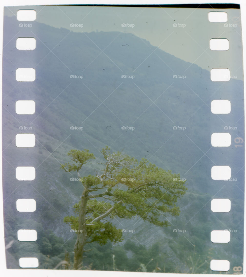 An old pine tree from an old slide film, Russia, Caucasus