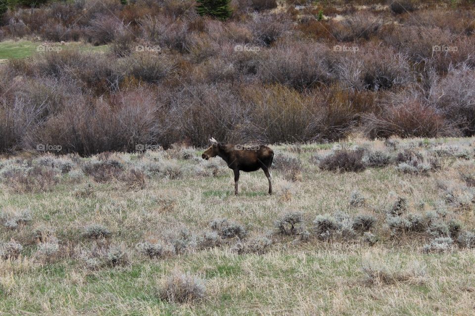 Moose no filter wildlife animal mama baby brush Wyomi bushes grass unedited Field backcountry countryside outdoors tall grass scenic fall spring