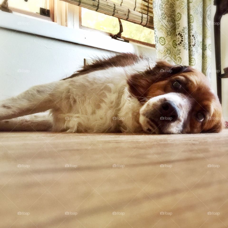 Nap time . Dog resting on hardwood floors