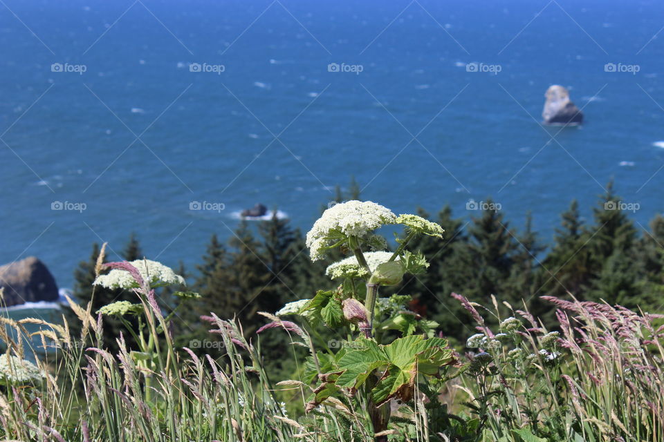 Landscape wildflower Pacific Coast in Oregon USA