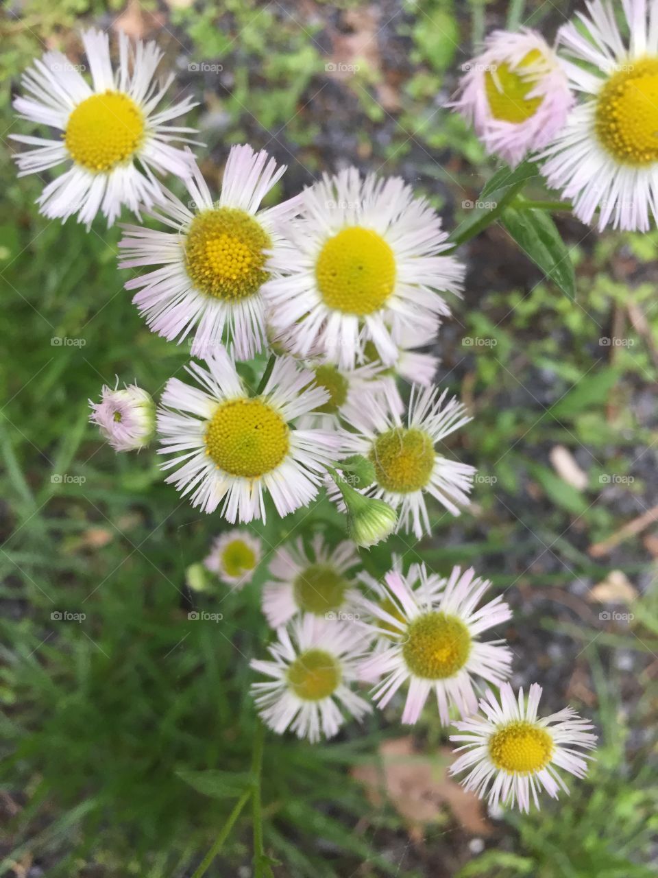 Spring roadside wildflowers in the mountains