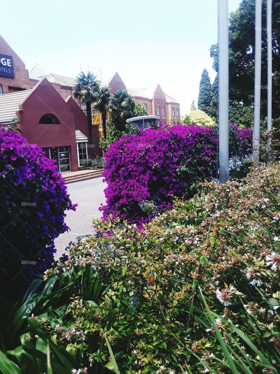 A beautiful garden flowers at the business structure.